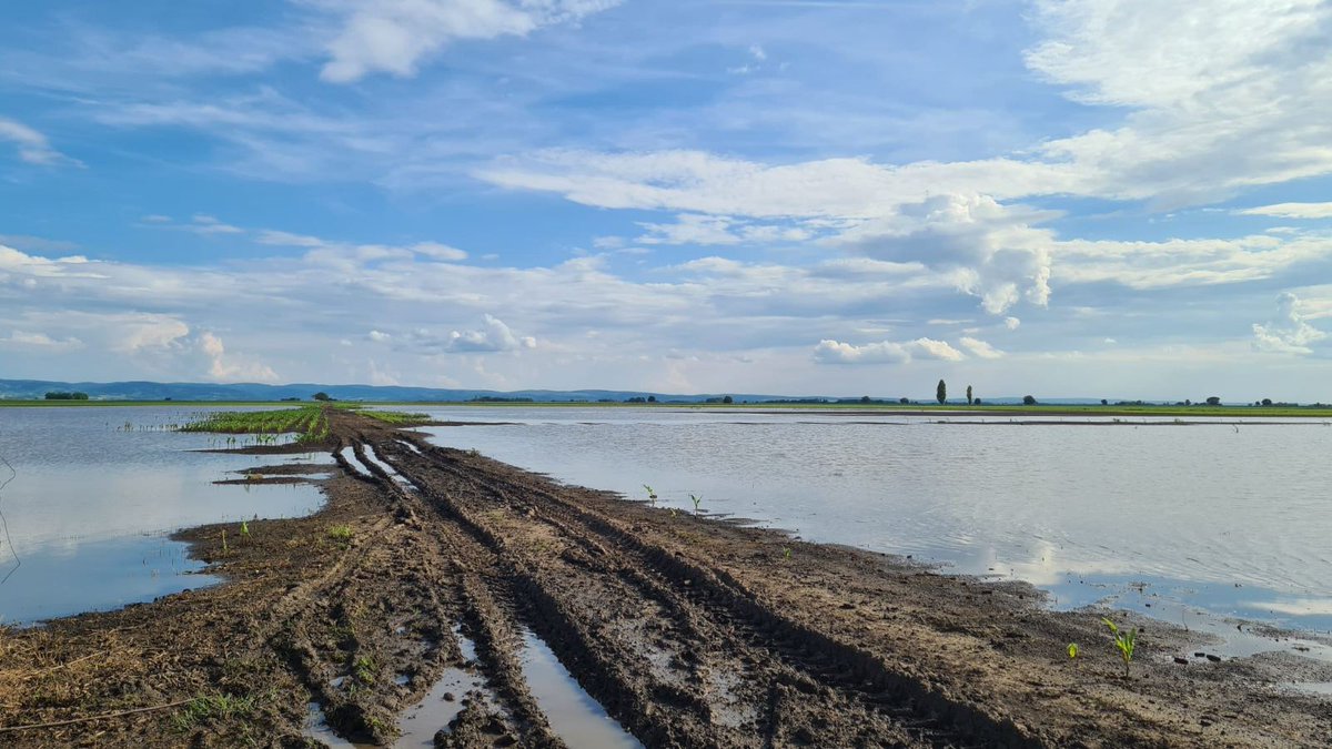 agrosmartnet's tweet photo. Njive i voćnjaci između Bačkog Petrovca i Rumenke su pod vodom danima, šta će ostati od useva? Za ratare i voćare koji su puno uložili u proizvodnju sigurno neće biti berićeta. 

🧐 A šta je sa odvodnim kanalima, zbog čega plaćaju naknadu za odvodnjavanje? #poljoprivreda #srbija https://t.co/tCXQxprF8d