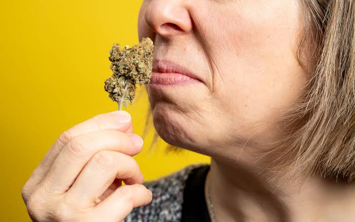 Sparzito_'s tweet photo. Are you the type of stoner that wants to smell the strain before buying it Yes/No? https://t.co/d1lBlqGyDX