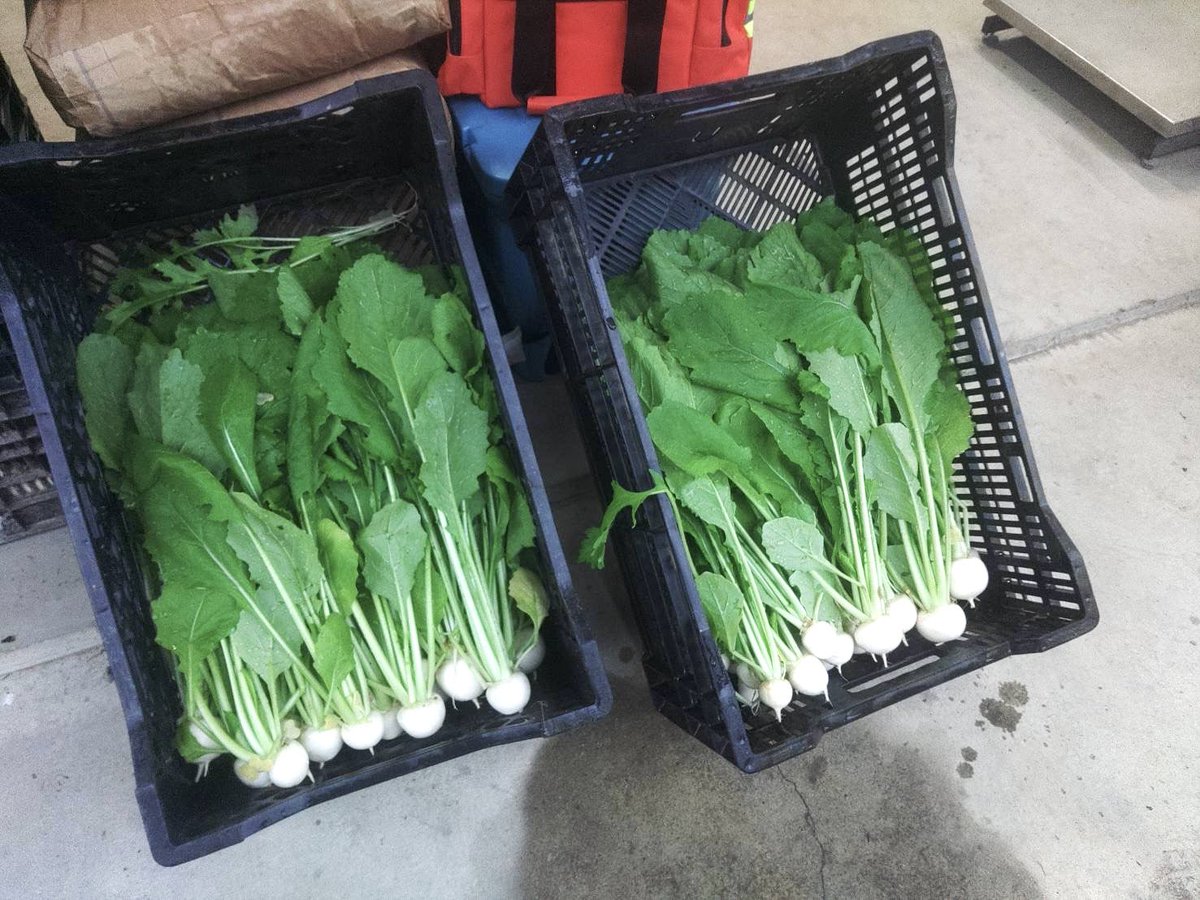 doppo_farm's tweet photo. 本日6/13(火)の出荷のお知らせです。
本日の野菜は赤タマネギ、コカブ、水菜、ワサビ菜、ルッコラなど。
フレスト松井山手店、ひらかたもより市、もより市樟葉駅にてお求めいただけます。
よろしくお願いします。
#枚方
#穂谷
#野菜
#ひらかた独歩ふぁーむ https://t.co/2o0DkE4mrW