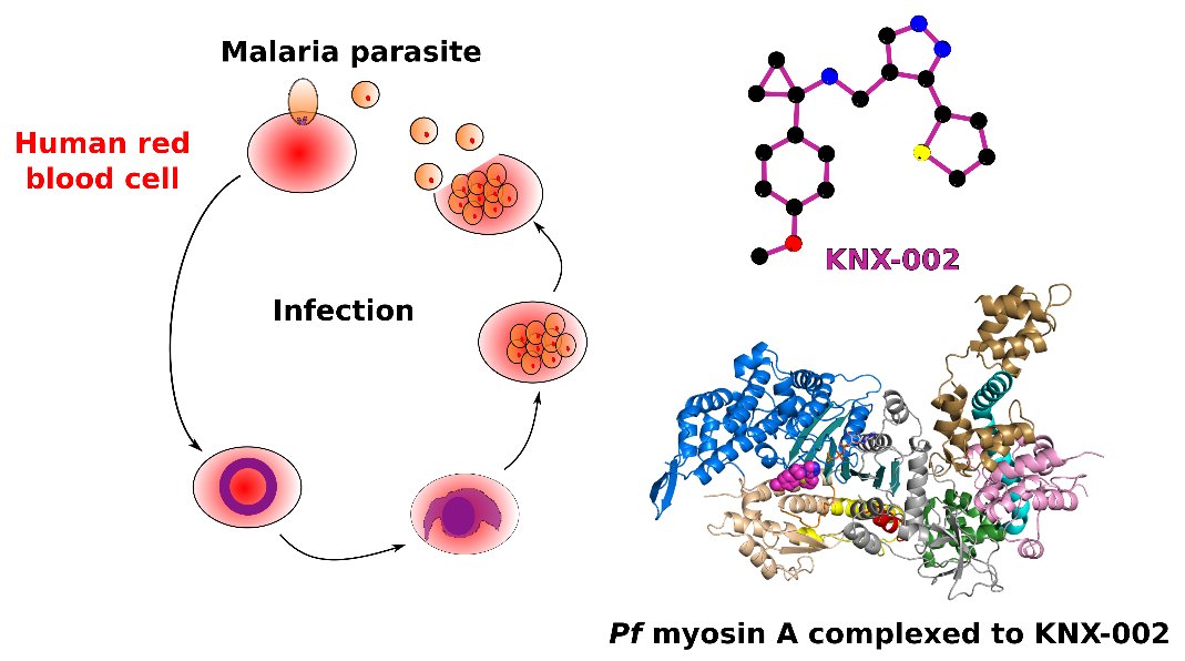 Scientists have found a new, non-toxic inhibitor that prevents the #malaria  parasite to infect human red blood cells. This discovery paves the way for a new generation of antimalarial prevention treatments. <a href="/NatureComms/">Nature Communications</a> 

▶️bit.ly/463eENl
<a href="/institut_curie/">Institut Curie</a> <a href="/uvmvermont/">University of Vermont</a>