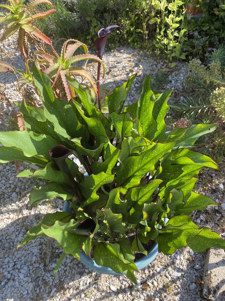 G27Marco's tweet image. Ça attaque pour le #calla pourpre! Comme souvent le jaune est en retard #fleur #plante #jardin