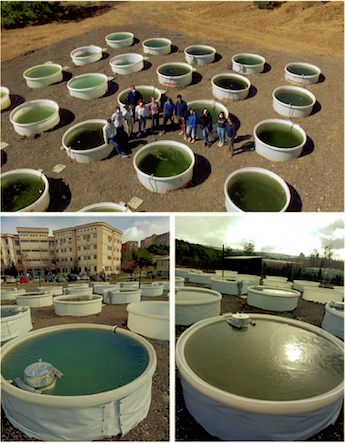 MetuLimnology's tweet photo. TA calls are still open for the experiment about salinization and warming impact on shallow lakes  at METU mesocosm system-II in Türkiye until 30th of June! @aquacosm @BekliogluMeryem @METU_IMS 
For more detailed info : https://t.co/3OCOR2S1OC https://t.co/WeljYr3bcG