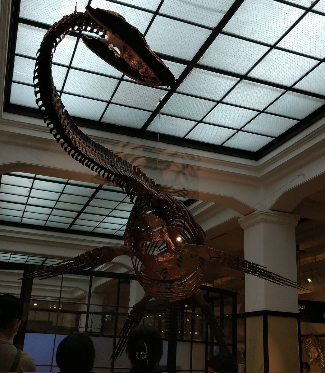 Spino_Rin's tweet photo. #フタバサウルス #Futabasaurus
#フタバスズキリュウ
#国立科学博物館 #科博
フタバサウルス・スズキイ
Futabasaurus suzukii
〈科博企画(42)〉 https://t.co/IoU5PPxuoy