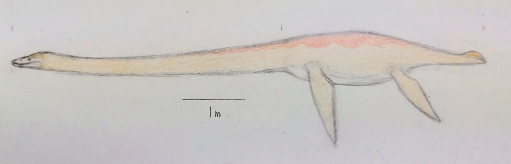 Spino_Rin's tweet photo. #フタバサウルス #Futabasaurus
#フタバスズキリュウ
#国立科学博物館 #科博
フタバサウルス・スズキイ
Futabasaurus suzukii
〈科博企画(42)〉 https://t.co/IoU5PPxuoy