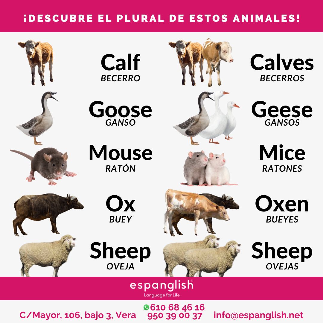 ¿Los conocías? 

 Practica tu vocabulario con nosotros y descubre el plural de estos animales.

 ¡Aprende inglés con 𝗘𝗦𝗣𝗔𝗡𝗚𝗟𝗜𝗦𝗛!

#espanglish #english #academiadeingles #idiomas #academiainglesvera #clasesdeingles #examendeinglés #vocabulario #vocabularioingles