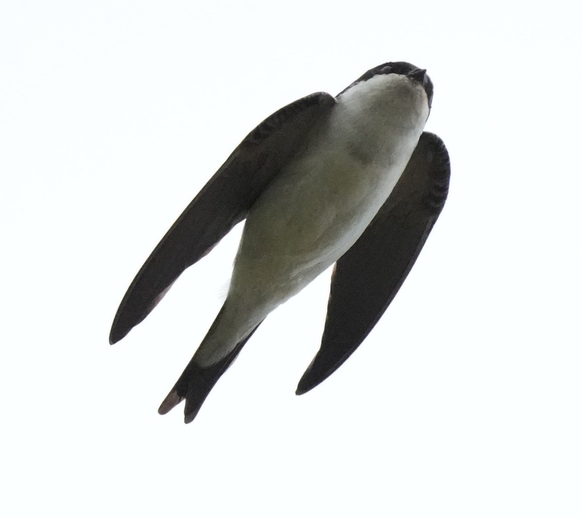 I'm still playing around with the new clicker and learned more about the behaviour of the Housemartins who are nesting at a nearby farm. 
How lucky am I!

Have a super day folks 🙏

#housemartins #lovewhereyoulive #TwitterNaturePhotography #birdsinflight #TwitterNatureCommunity