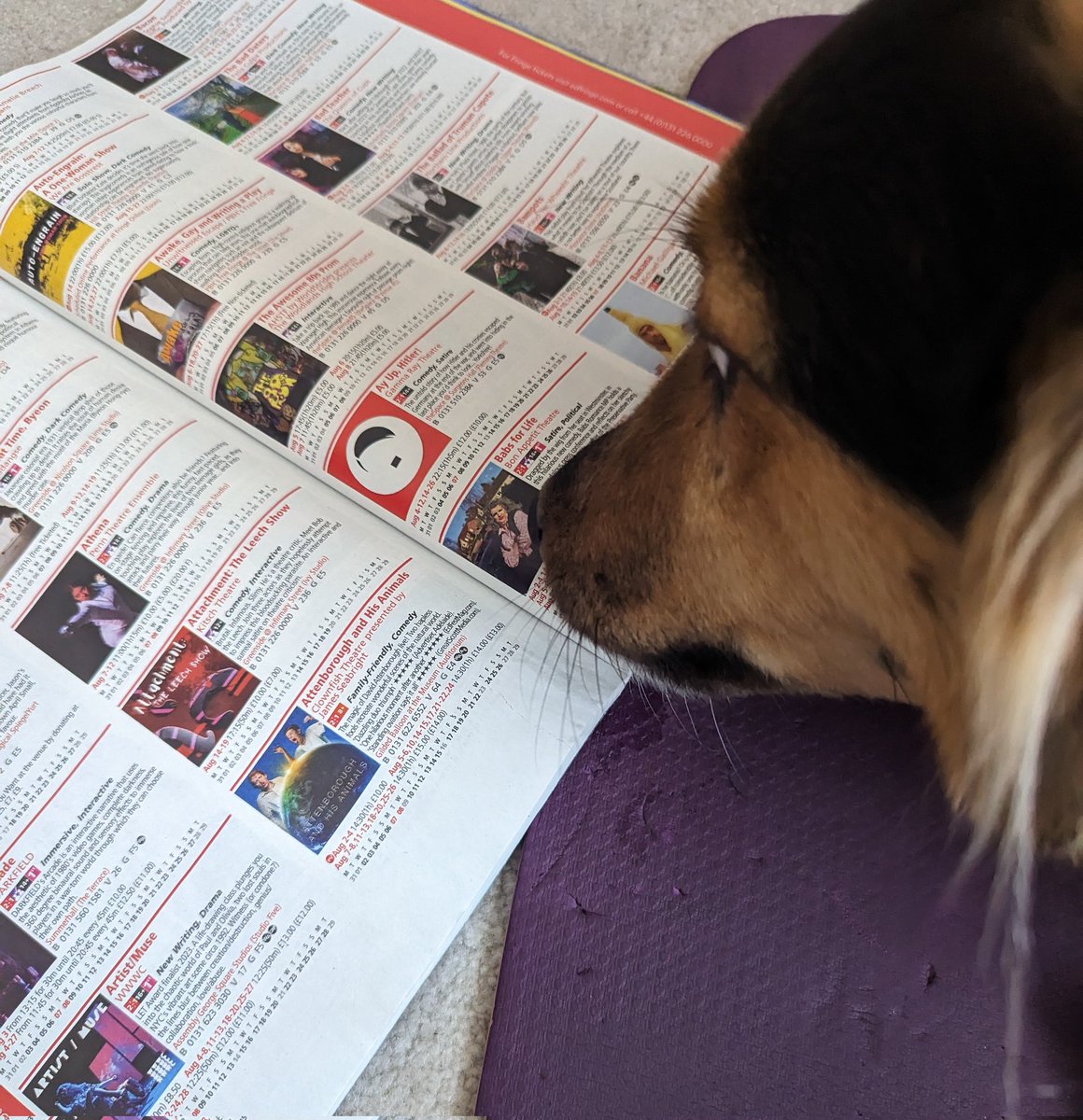 GammaRayTheatre's tweet photo. Flicking through the @edfringe programme.
#FillYerBoots #Theatre #EdFringe #Dog #Doggo #TheatreDog https://t.co/fbMoEAIpKl