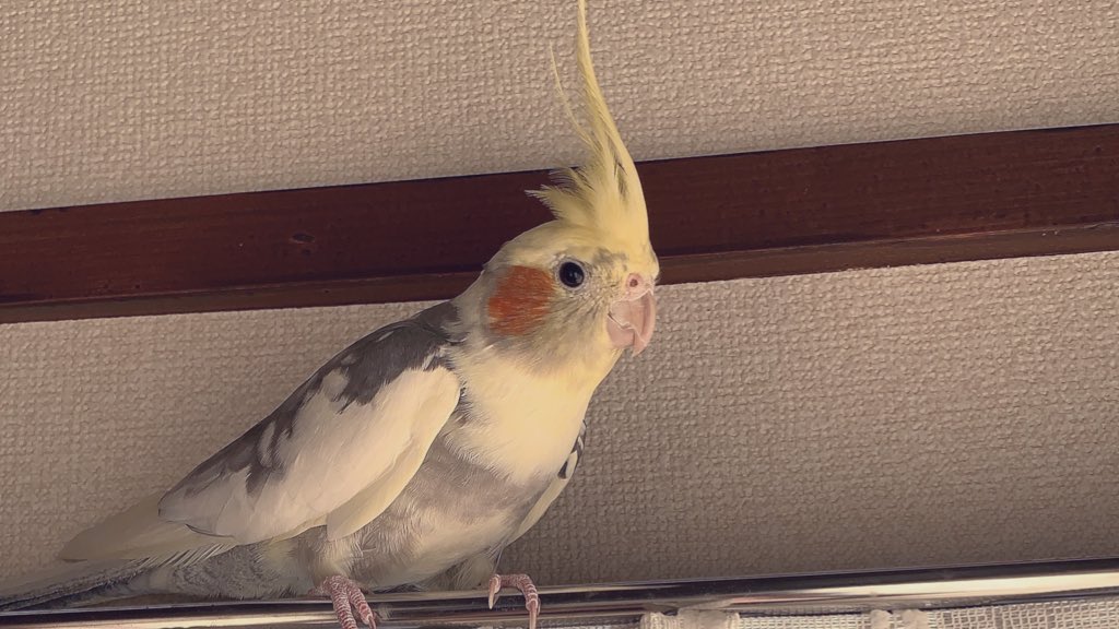 piitomarin's tweet photo. #拡散RTお願いします #探しています #迷子鳥 #オカメインコ 
ご協力お願いします🙏沢山の拡散希望‼︎必ず会えると信じて探しています！ https://t.co/ZP05eq0h9t