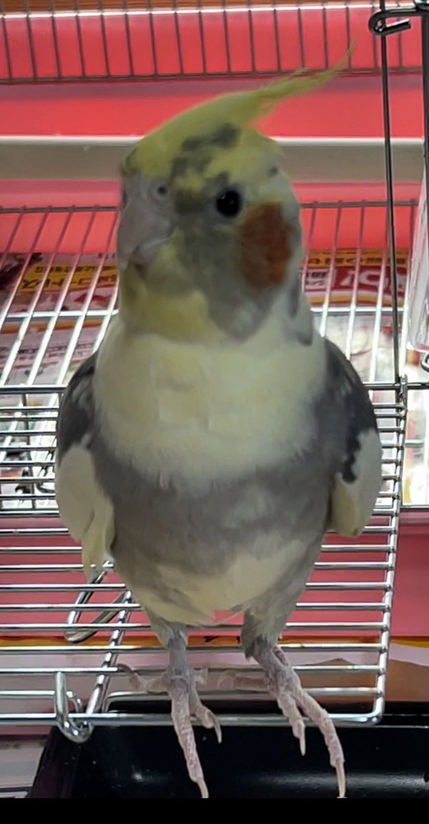 piitomarin's tweet photo. #拡散RTお願いします #探しています #迷子鳥 #オカメインコ 
ご協力お願いします🙏沢山の拡散希望‼︎必ず会えると信じて探しています！ https://t.co/ZP05eq0h9t