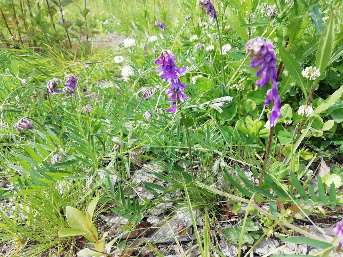 Luonnonkukkien päivään on enää viisi yötä. Eilen havaitsin kesän ensimmäisen kukkivan hiirenvirnan Oulussa. 
#luonnonkukat #lähiluonto