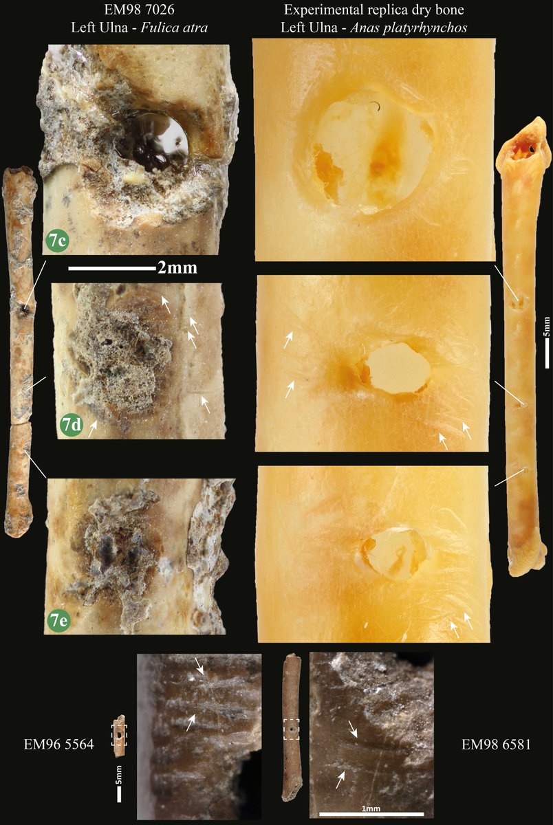 12,000 years old flutes that imitates Falcon calls🐦

"The experimental marks are entirely consistent with those observed on the archaeological flutes from Eynan-Mallaha"

#Natufian #Prehistory #birds #music #Archaeology  

(Davin et al., 2023)  rdcu.be/dd8o6