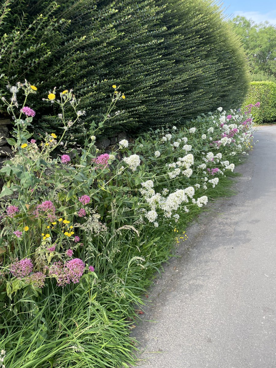 ShaunKiddell's tweet photo. Tale of two halves! From the verges in a Devon country lane. I signed up to No Mow May ( now Let June Bloom ) and my neighbour directly opposite didn’t. #helpingnaturethrive #dartmoornationalpark https://t.co/AHN6wSWtjW