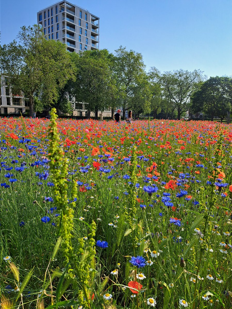 Hackney Downs this morning 💚