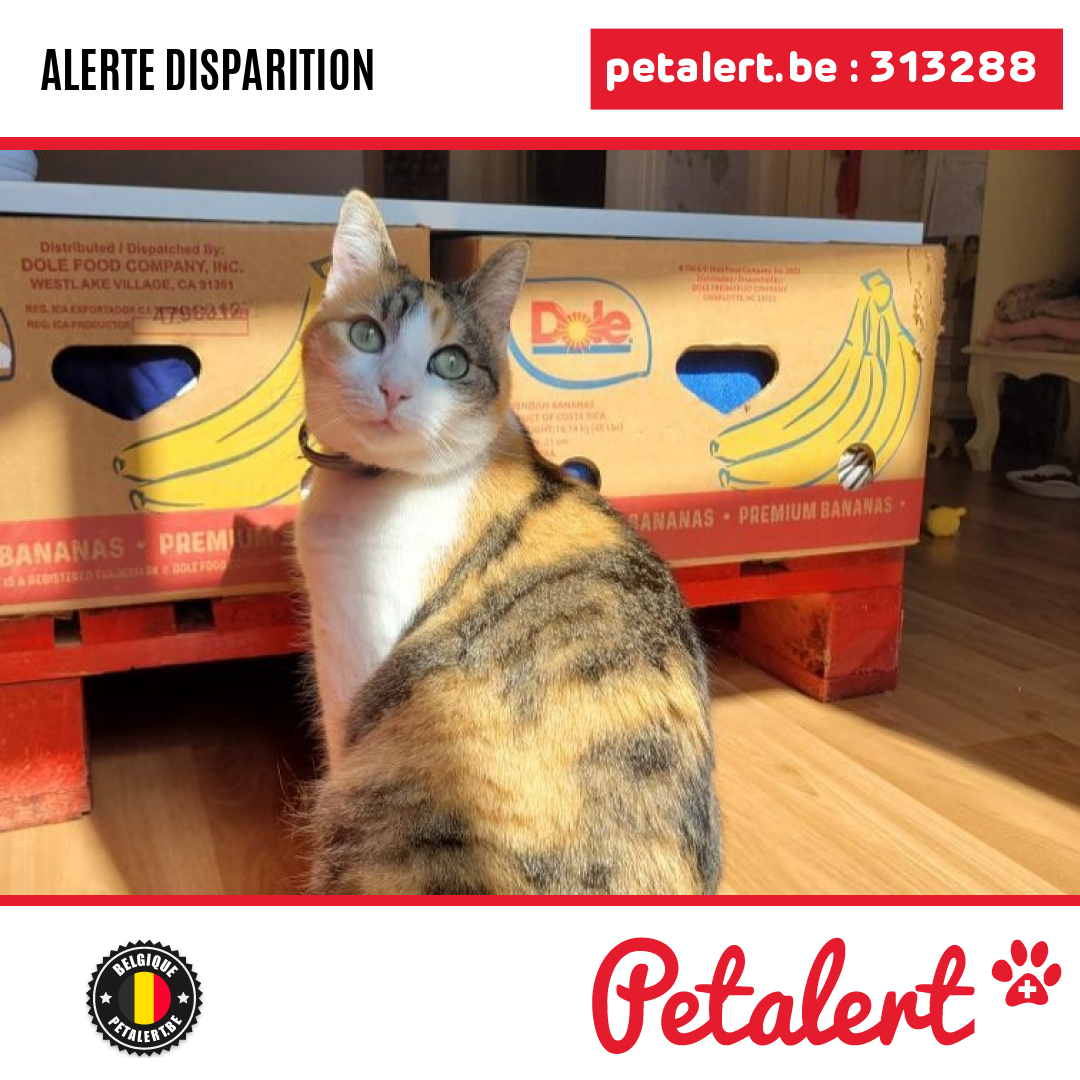 petalert_be's tweet photo. Disparu #Chat #Bruxelles #Bruxelles #Petalert  #PetAlertBRU / https://t.co/6oxLBxsCAc https://t.co/iqThJcEPHc