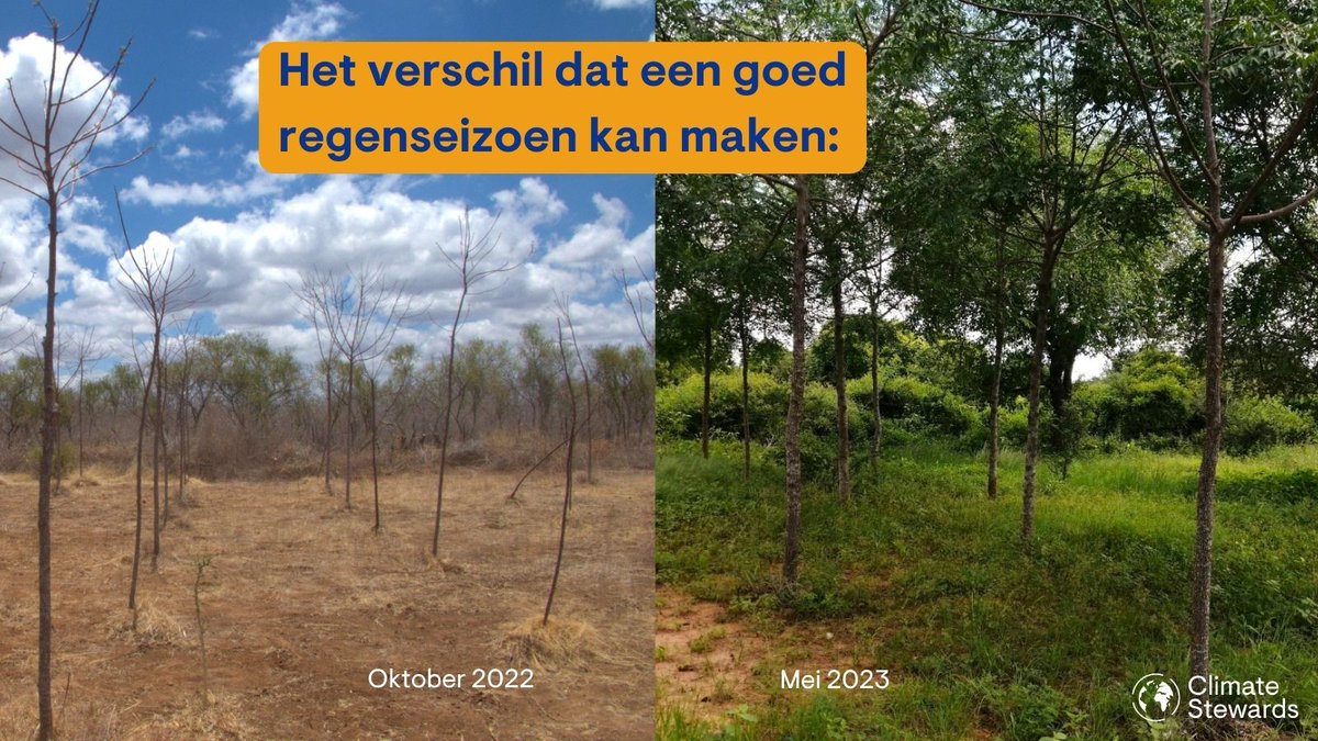 Na 4 mislukte regenseizoenen (links), heeft Kitui (Kenia) eindelijk een gezond #regenseizoen gehad in de lente (rechts).
📷 Bij de Kyatune GNCA-kerk

Bereken, verminder &amp; compenseer je CO₂-voetafdruk : climatestewards.nl

#Klimaatverandering #droogte #CO2voetafdruk #klimaat