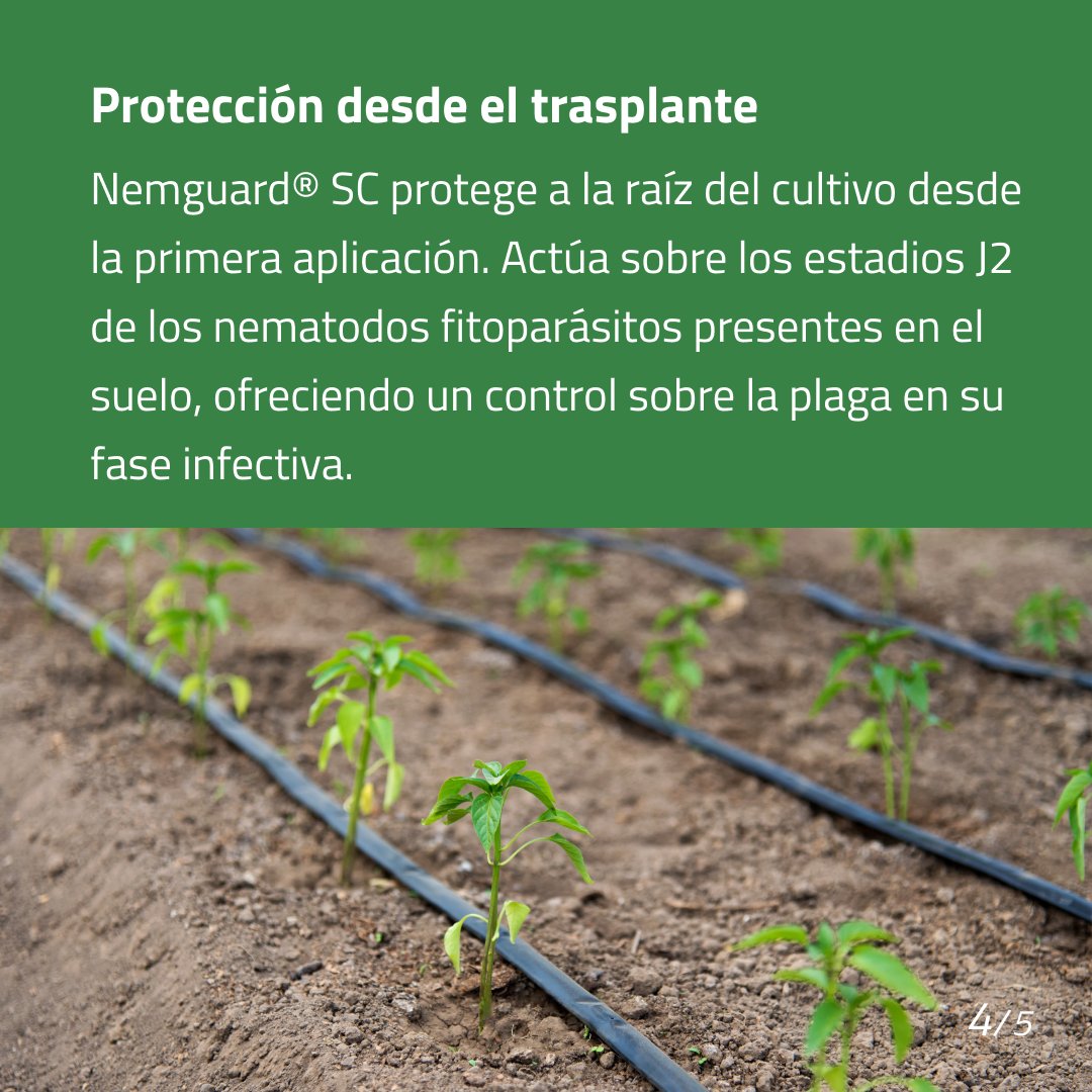 Estrategia para combatir eficazmente nematodos en pimiento 🫑

Más INFO 👉 biogard.es/producto/nemgu…

#biogard #nemguard #nematicidas #agriculturaecologica #agriculturabiodinamica #agriculturasostenible #pimiento #agricultura #cultivosostenible