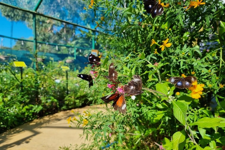Fun school holiday activities to book now, our review of Bribie Island Butterfly House, additional support for families with special needs, family stage shows and more in this week's newsletter - mailchi.mp/brisbanekids/h…