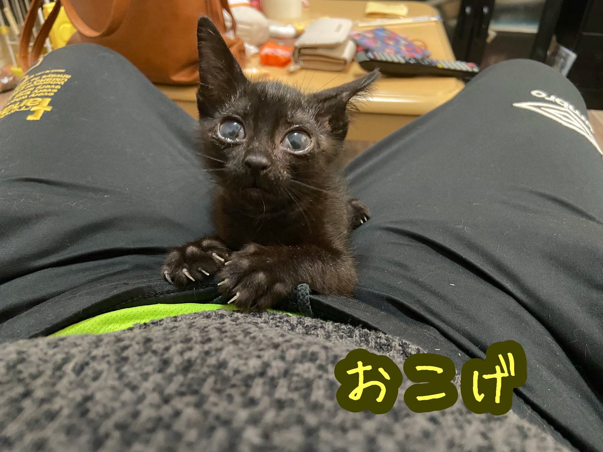 Okoge_diary's tweet photo. おこげが家に来て今日で2年
こんなに大きくなりました！
去年から避妊手術の影響で脱毛症になったり、目の調子はなかなか良くなりませんが本猫はいたって元気いっぱい。
これからもよろしくお願いします！

＃保護猫   #黒猫
#猫好きさんと繋がりたい       
#CatsOfTwitter 
＃ぶどうの目の猫 https://t.co/9J4ukb3cnR