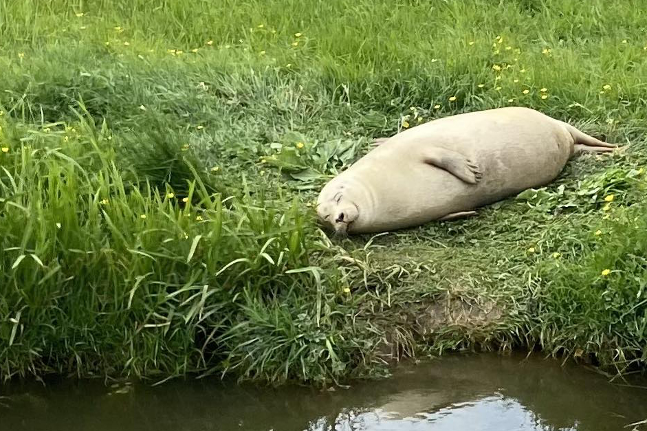 SWNS photos of the week 09/06/23 🦆 ⛰ 🥃 🦉 Giant rubber ducks, Honk Kong / AllRightsReserved 150ft cliff edge, Sussex / Philip Carter Another day in the office, Oxfordshire / Royal Air Force (RAF) / UK Ministry of Defence Sunbathing seal, Ely / Sophie Bell #swns #swnspictures