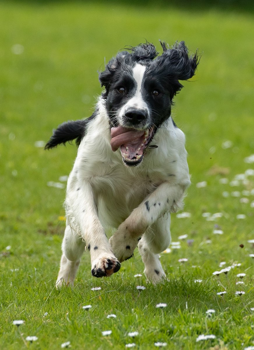 KPTacOps's tweet photo. CAD 09-1878 PD CLOUD has been in action again this time searching a vehicle that had made off for @KentPoliceRoads. She located a quantity of cash hidden in the vehicle and some Class A drugs hidden in a sock in a void in the steering wheel #FailToStop #Dna #NoseForDrugs https://t.co/3EH8qRkWUE