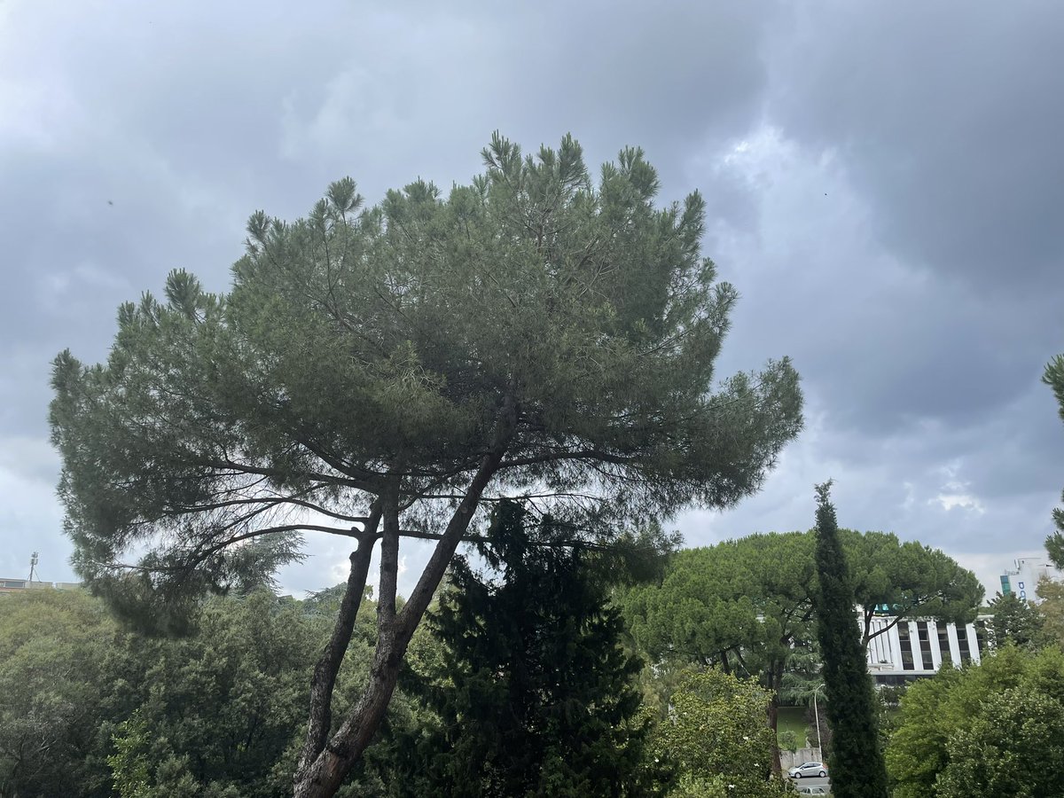 E anche oggi il monsone delle 11 sta arrivando in orario.. #tropici