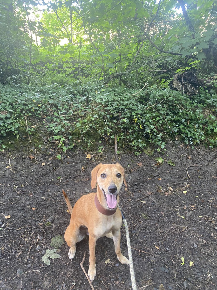 hanshare's tweet photo. She may look sweet, but I thought I’d lost her in the woods this morning and  that made me late to start my first write of the day…At least chapter 6 I’m nearly done with you 🙂

#AberLife #DogsLife https://t.co/09QpZKEZtq
