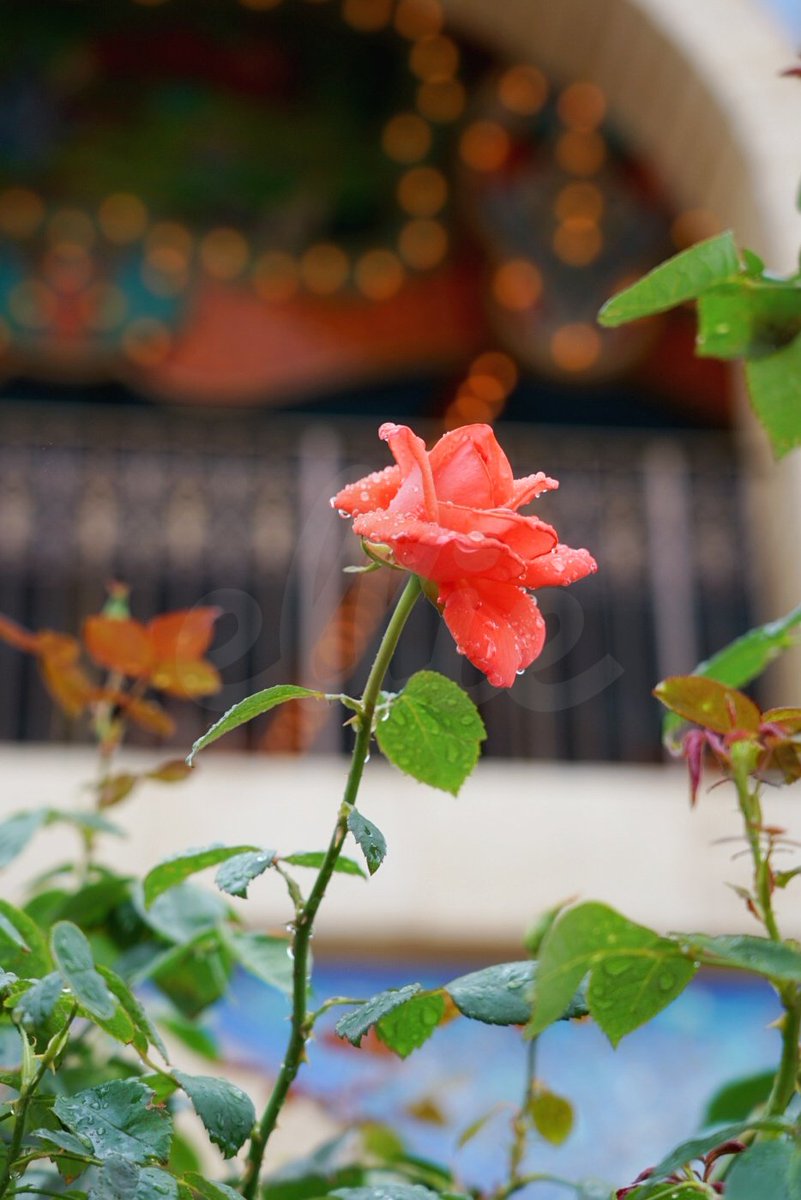 #バラ #薔薇 #Rose
#SONY #キリトリセカイ
#ファインダー越しの私の世界
#写真撮ってる人と繫がりたい
#TDS #TokyoDisneySea #ディズニー