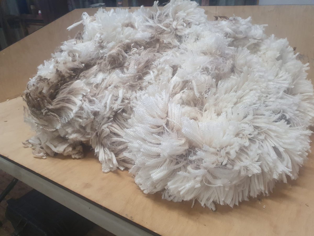 Last week the wool test results for the rams came back. For a 5 month shearing they averaged a FD of 16.7microns, staple length of 61.4mm and comfort factor of 99.9%. This certainly ticks a lot of boxes when combined with a growth rate of 60kg in 10mths
#balance #profitability