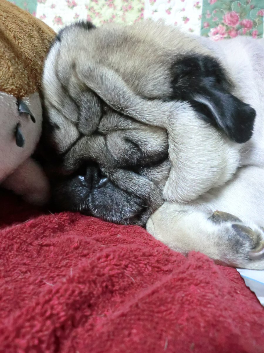 日本のお店にもあるね同じようなので肉球カラーまで選べるやつ…そのうち買おう…牡丹ちゃんのニクキュウは黒なので黒にしよ…
（そしてすごいつぶれ寝顔で身もだえる😆牡丹可愛いなあ…） https://t.co/605JtbxdyY