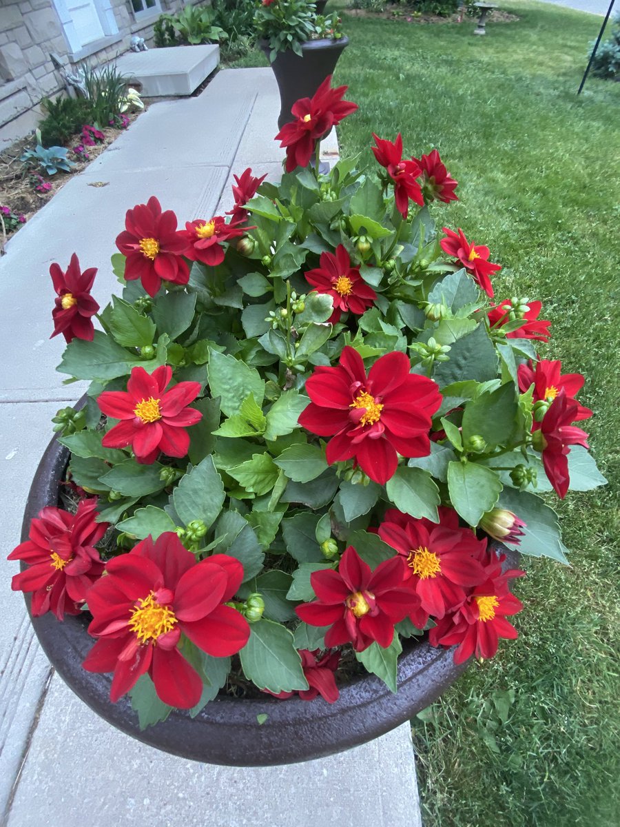 Patio dahlias from seed really taking off