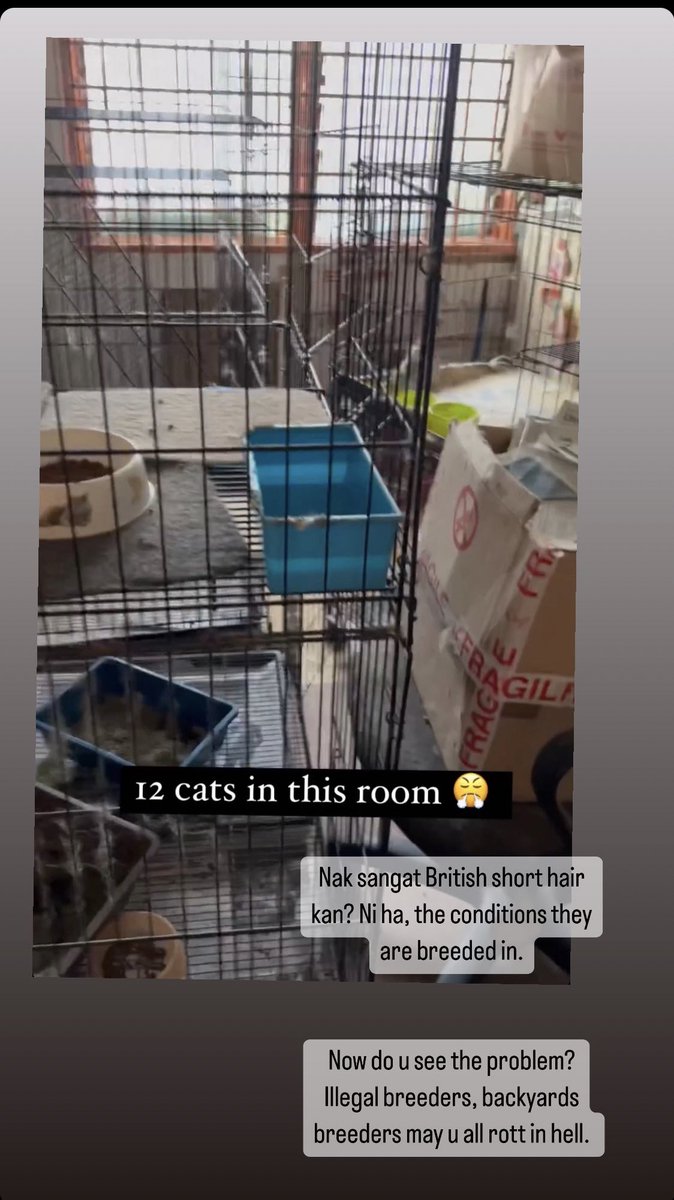 🏴 ӄɢ on Twitter "RT itsybitsymin Korang betul2 kena stop beli kucing