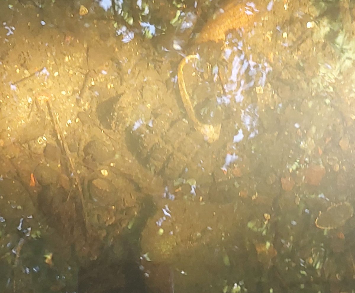 Granatenfund in #Glückstadt konnte gesichert werden. Am Sonntagnachmittag entdeckte ein #Angler im Stadtpark das zarte Schimmern einer #Handgranate im Gewässer. Richtigerweise meldete er diesen Fund sofort und rührte ihn nicht an. 
Weitere Infos: ➡️ t1p.de/dmw8t