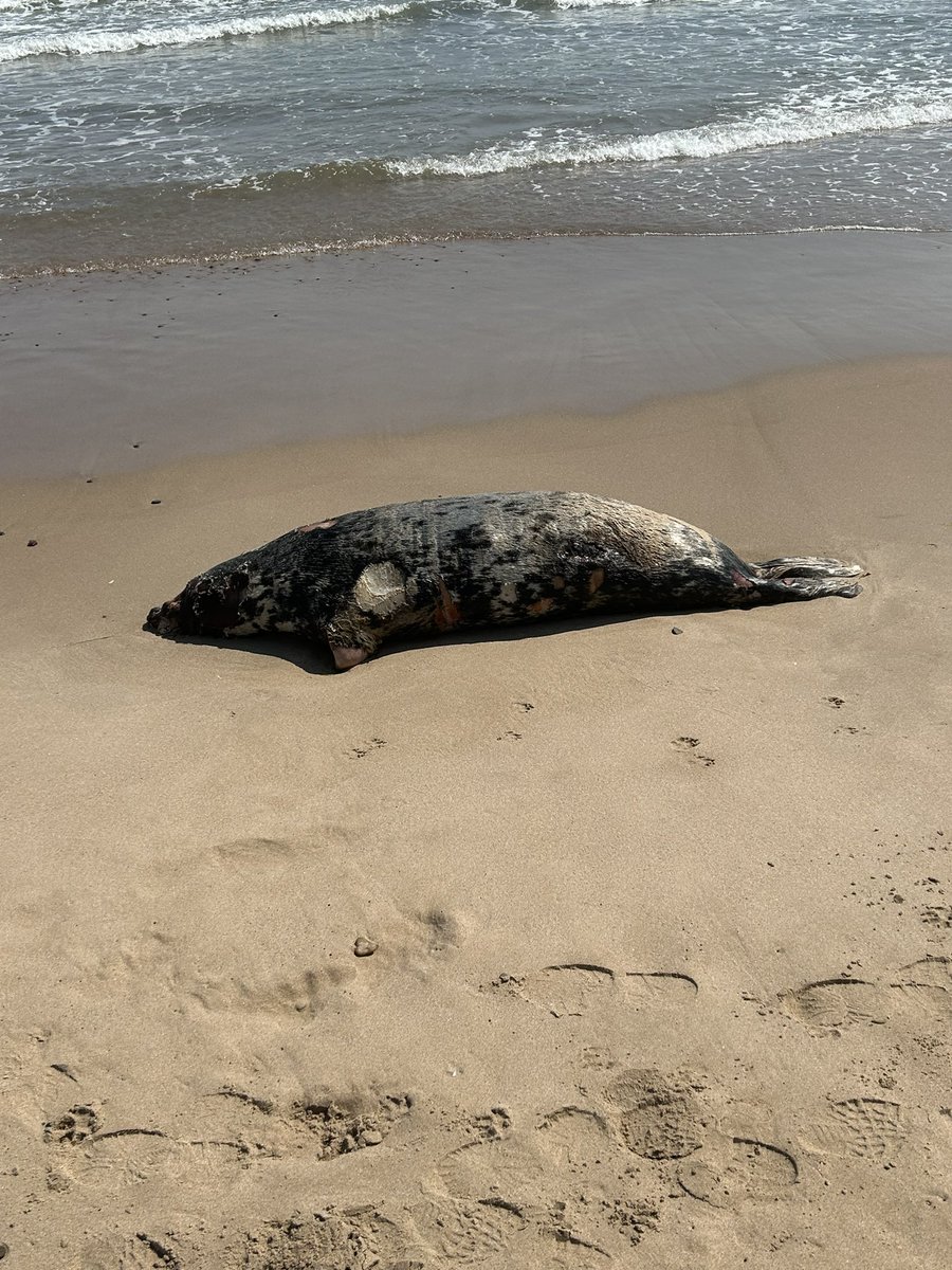 stewfox1866's tweet photo. @BBCSpringwatch sad site yesterday at Druridge Bay https://t.co/kDh5ByOmki