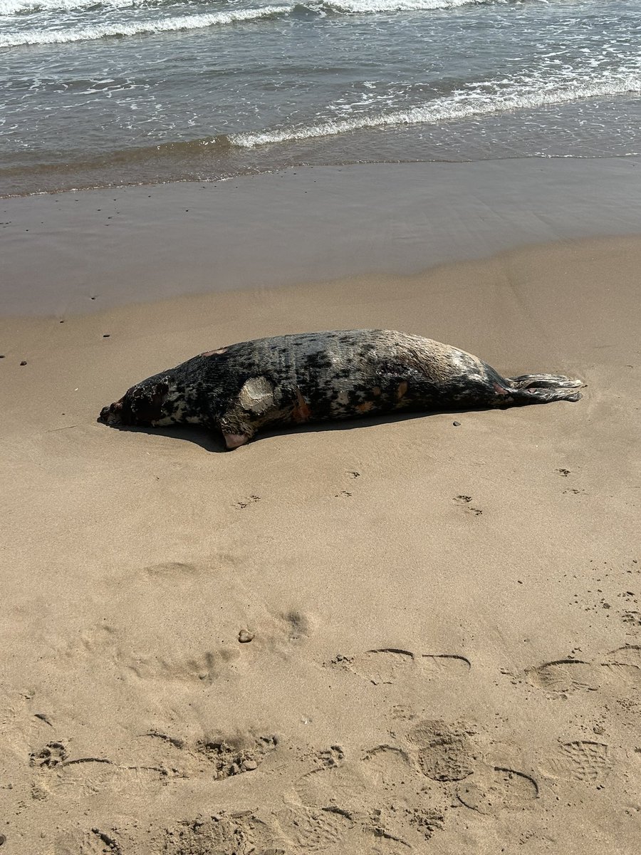 stewfox1866's tweet photo. @BBCSpringwatch sad site yesterday at Druridge Bay https://t.co/kDh5ByOmki