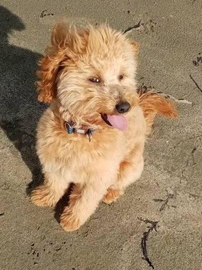 DesignbyGVR's tweet photo. It's a bit of an older picture, but too perfect to not use for #TOT 
#dogmom #doglover #Poodle #poochon #oodle #tongueout #tongueouttuesday #beach #dogbeach #dogs #cute #toocute https://t.co/l9wb7hAy7z
