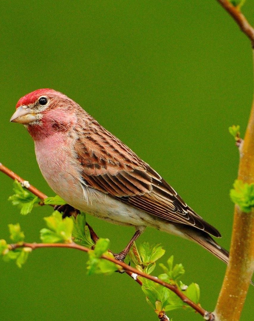 The common rosefinch (Carpodacus erythrinus) or scarlet rosefinch is the most widespread and common rosefinch of Asia and Europe. 
#birdphotography #birdwatching #birding #BirdsOfTwitter #birds

Wikipedia: en.wikipedia.org/wiki/Common_ro…