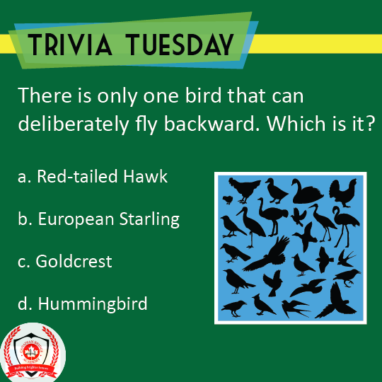 🌟 It's Trivia Tuesday! 🌟
🧠 Test your knowledge with today's mind-bending trivia question! 🤔

Question: Which bird can delibrately fly backward?

🔍 Leave your answer in the comments below! ⬇️

#TriviaTuesday #ChallengeYourMind #TestYourKnowledge #BrainTeaser #EinsteinGenius