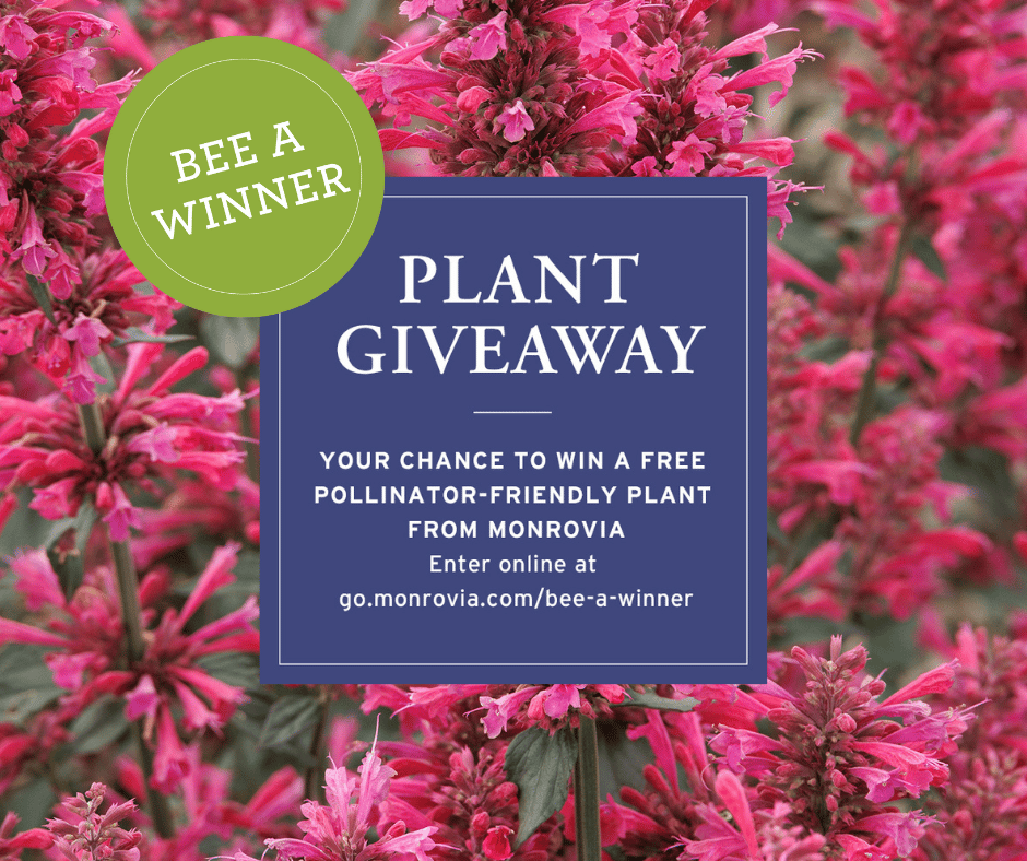 ClarkesGC's tweet photo. Here’s your chance to “Bee A Winner” with our Pollinator Plant Giveaway! Visit our store to scan our entry code or enter online at https://t.co/ZY5CL7yBk6 to be entered in the random drawing. Entry period opens June 1, 2022, and closes June 16, 2022, at 12 noon EST. Good luck! https://t.co/z0qjIpNTdk