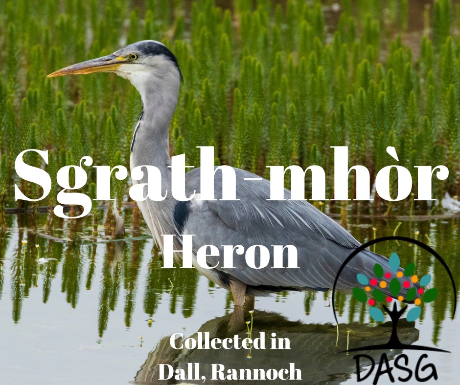 lght.ly/81fekje
🦆
SGRATH-MHÒR - HERON
🐦
#SgrathMhòr #Heron #CorraGhritheach #Eun #Éan #Eòin
🌊
#LochTummel #Rannoch #Raineach #RannochMoor #KinlochRannoch
#SiorrachdPheairt #Peairt
-
#Alba #Scotland
#Gàidhlig #Gaelic #ScottishGaelic
#DigitalArchiveofScottishGaelic #DASG
