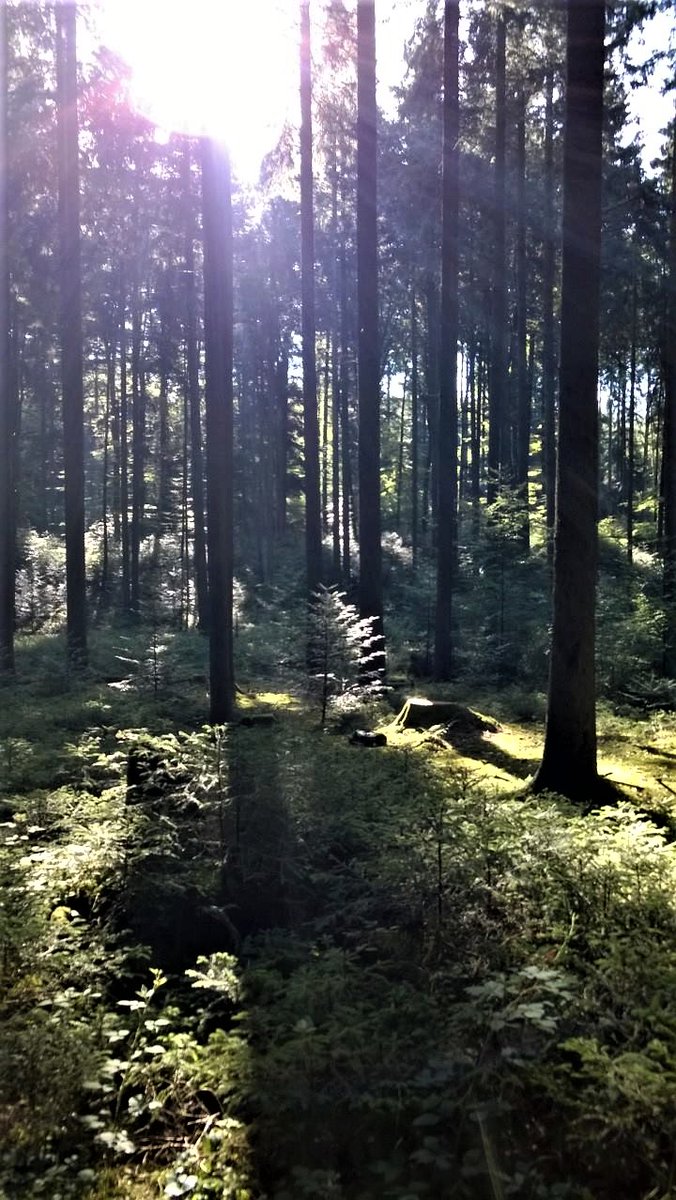 Greenisamissio1's tweet photo. Forests play a role in local water cycles: Like hardly any other ecosystem, it can store and purify precipitation water. They are natural air conditioning systems and air filters. The cooling effect plays an important role in global warming, filter gases, dust, soot from the air. https://t.co/IDzJ2HXbjF