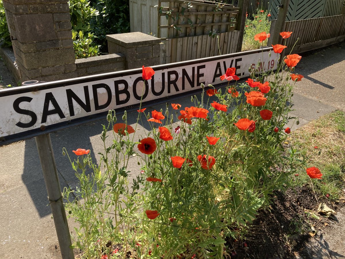 Not a poppy bloom in sight after yesterday’s rain storm…but today, nature has wonderfully sprung into action. 🌞⁦<a href="/ClimateMerton/">Merton's Climate Action Group</a>⁩ ⁦<a href="/Merton_Council/">Merton Council</a>⁩ #MertonPark