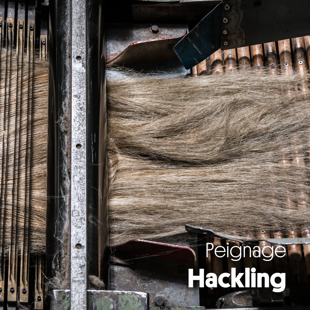 flaxlinenhemp's tweet photo. [#Culture] 🇬🇧Before being sent to a #spinning mill, the #flax #fibers are #combed : the long fibers from the #scutching are parallelized, calibrated and stretched to form a continuous, soft and lustrous ribbon ✨ https://t.co/zYLflhISln
