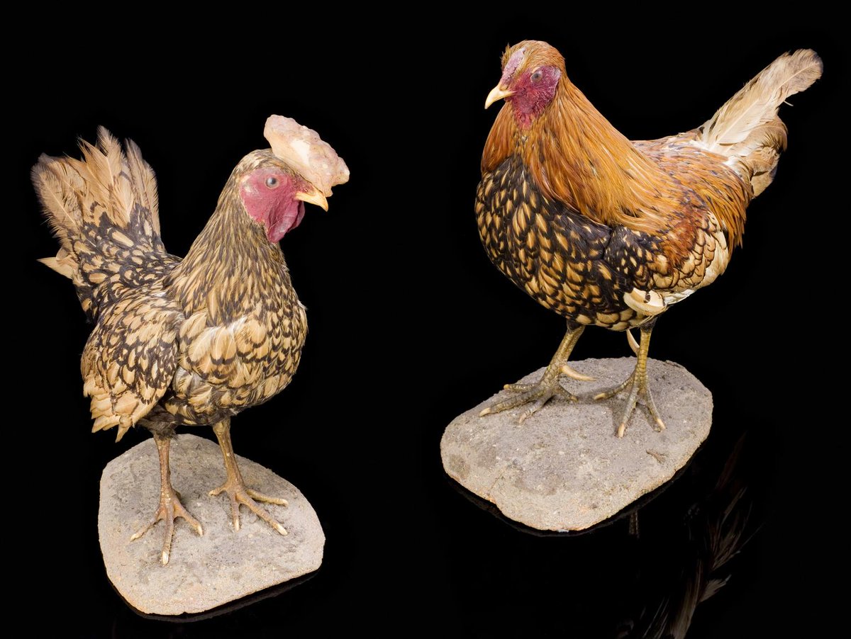 sciencemuseum's tweet image. This #PrideMonth, follow our self-led trail to discover some of the objects on display at the Science Museum that tell stories of queer communities, experiences, and identities 🏳️‍🌈!

From the Automatic Computing Engine (ACE) to bantam chickens, take a l👀k:
bit.ly/3NoTKAR