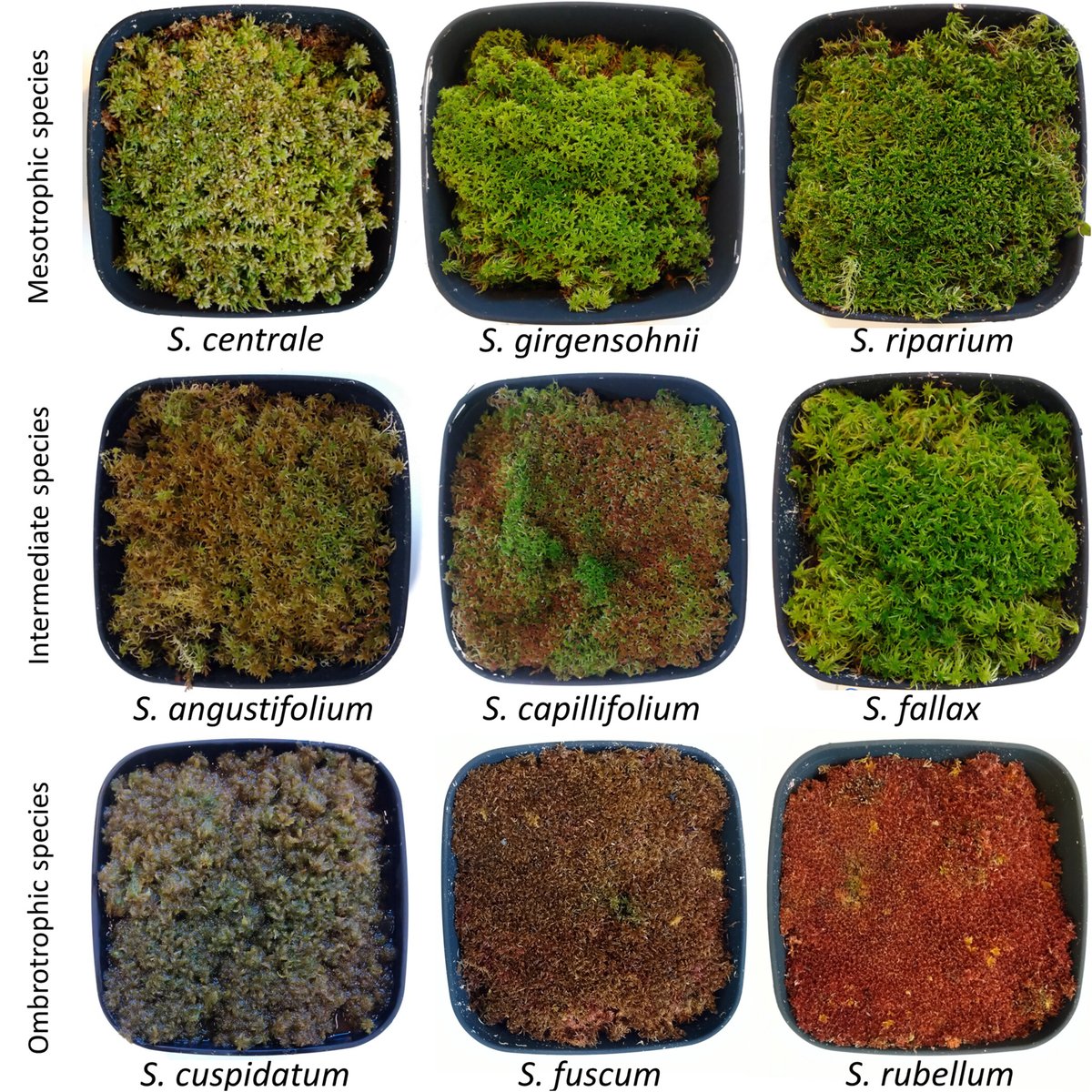 📢New paper out! We show how spectra of 9 boreal #Sphagnum moss species, collected from waterlogged natural conditions after snowmelt, change when the mosses are desiccated. @AaltoUniversity @AaltoENG  Funded by @SuomenAkatemia 
onlinelibrary.wiley.com/doi/full/10.10… #hyperspectral #peatland