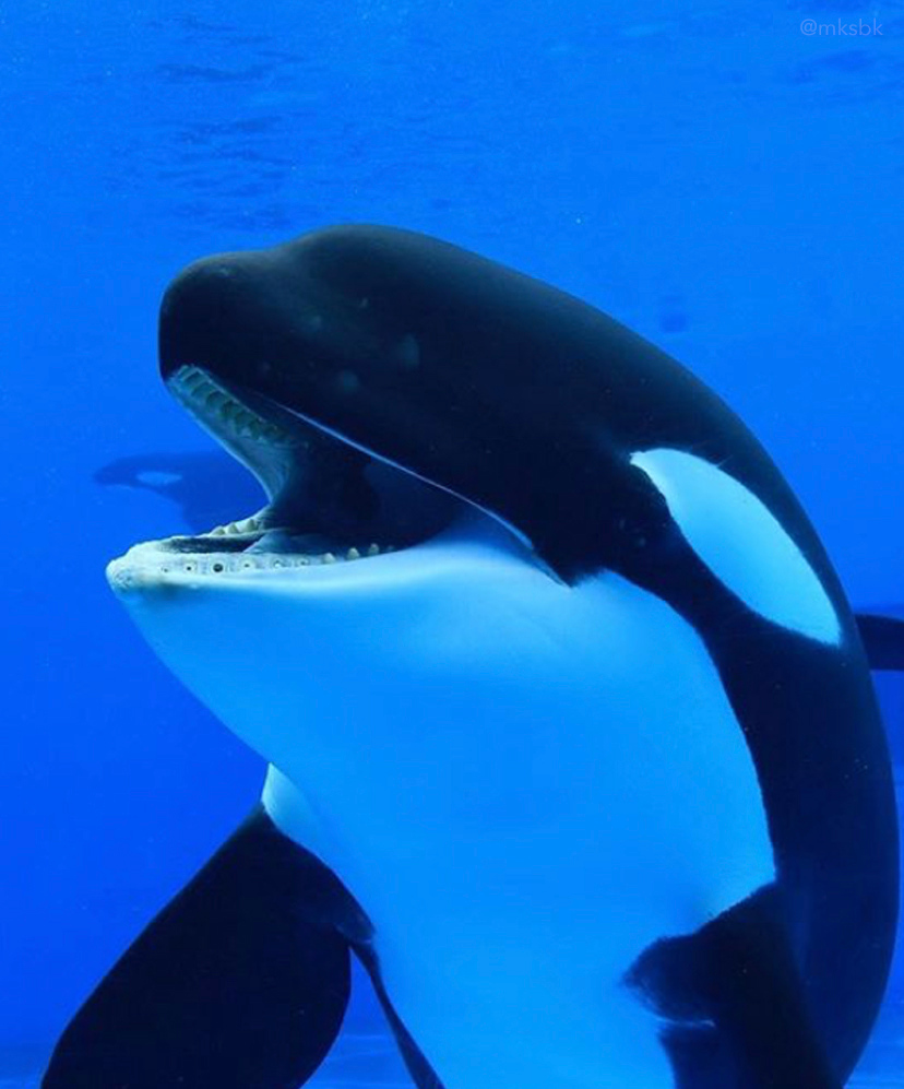 Broken teeth are frequently seen in captive orcas. They're treated with a painful procedure called a 'modified pulpotomy' which leave open holes in their teeth, making the animals vulnerable to infection.
Read more on this from former #SeaWorld trainers: bit.ly/3hRIVEl