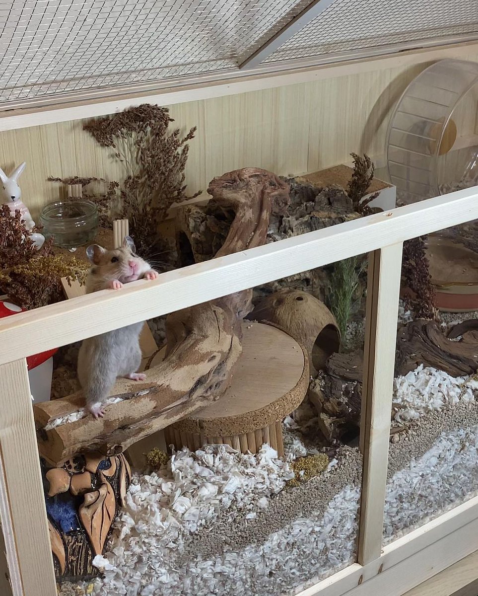 Spying on Kyra in her new enclosure 📸
IG: @syrianbubu

Shop this hamster cage 🔎D2-0041: bit.ly/3NoiV6G
