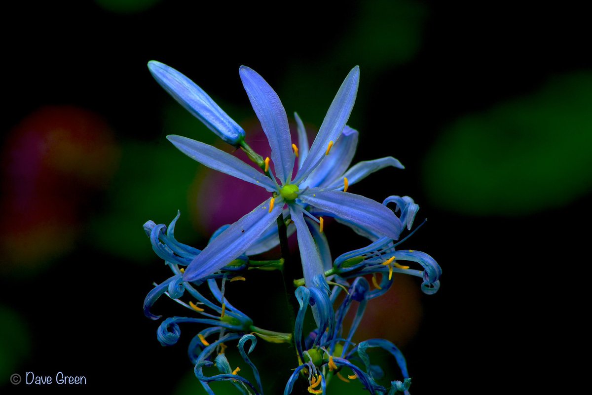 #Gardenersworld #nikonphotography @UKNikon @NikonEurope @NikonUSA @ThePhotoHour @MacroHour @TamronUK #flowerphotography #macrophotography @AP_Magazine 
Just one more.