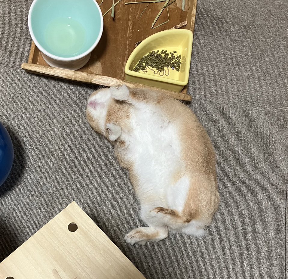 marronroom's tweet photo. お腹いっぱいだとごろつきたい🐰🐮 https://t.co/ctLJBI91PZ