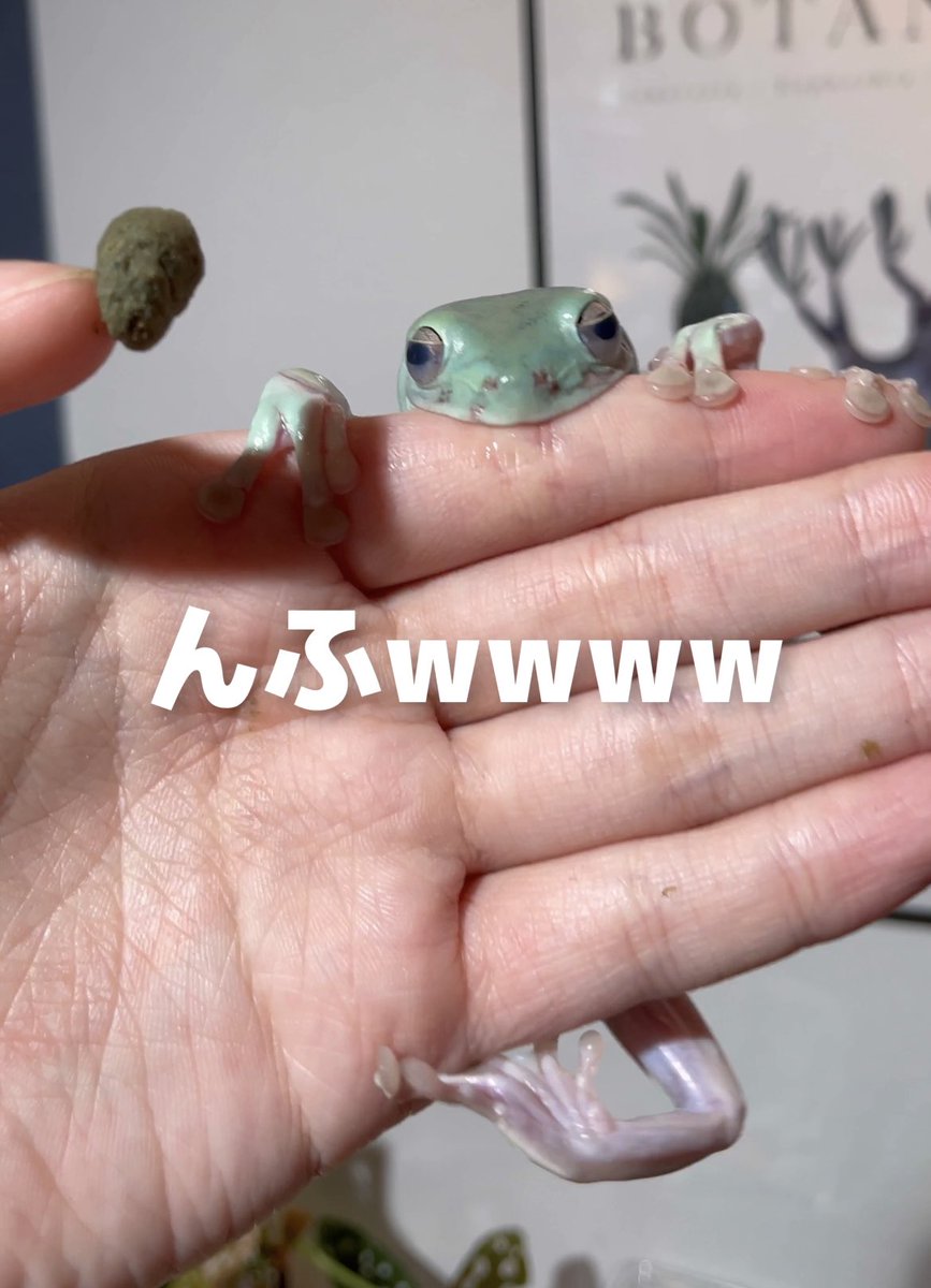 またしてもあめちゃんが100万再生🐸