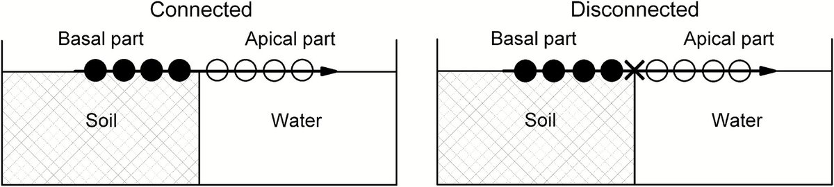 🌱Effects of salinity and clonal integration on the amphibious plant Paspalum paspaloides: growth, photosynthesis and tissue ion regulation 🌱doi.org/10.1093/jpe/rt…